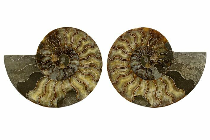 Cut & Polished, Agatized Ammonite Fossil - Madagascar #323406